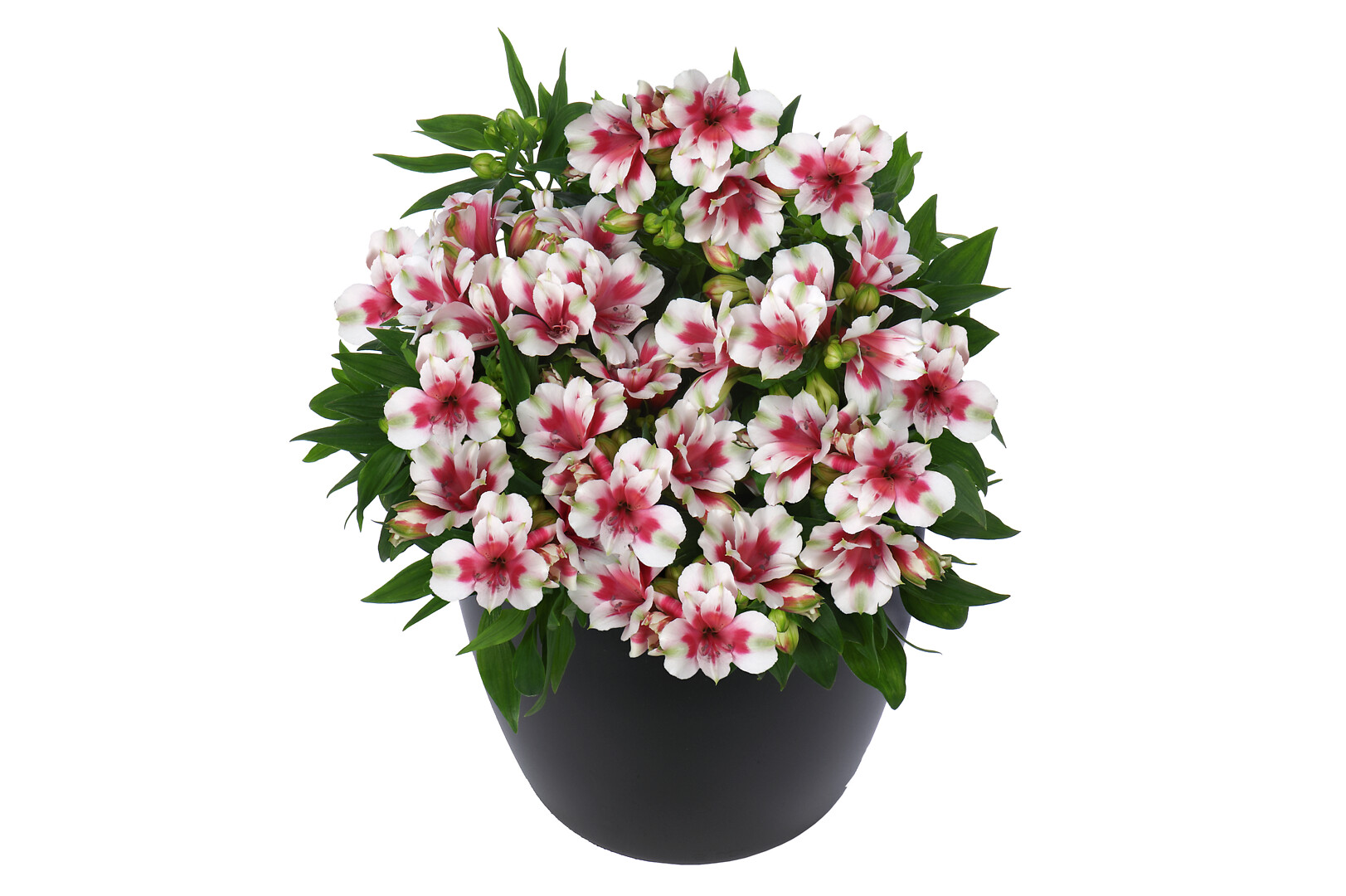 Alstroemeria hybrid Inticancha® Maya - Schetelig