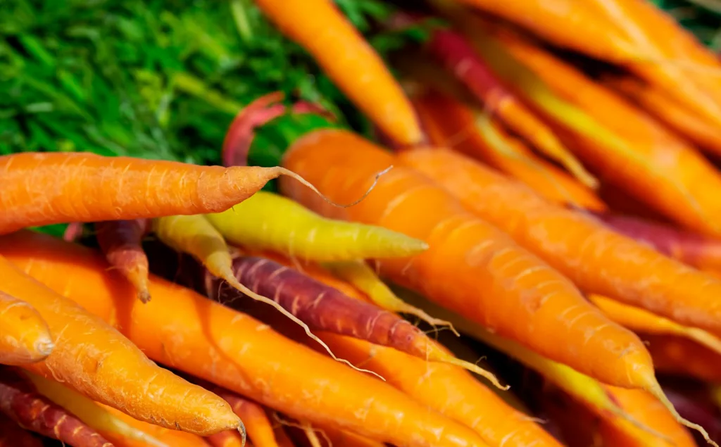 Porkkanan kasvatus
