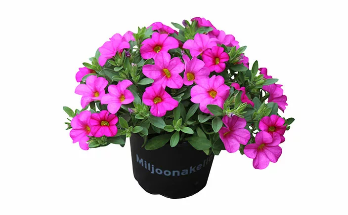 Calibrachoa